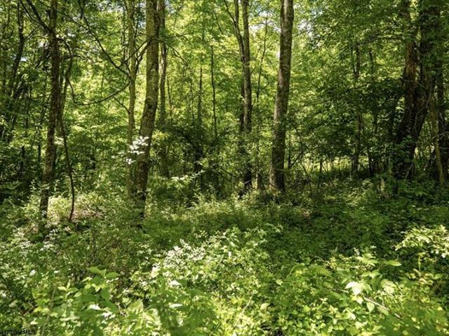 Land for sale in Belington, West Virginia