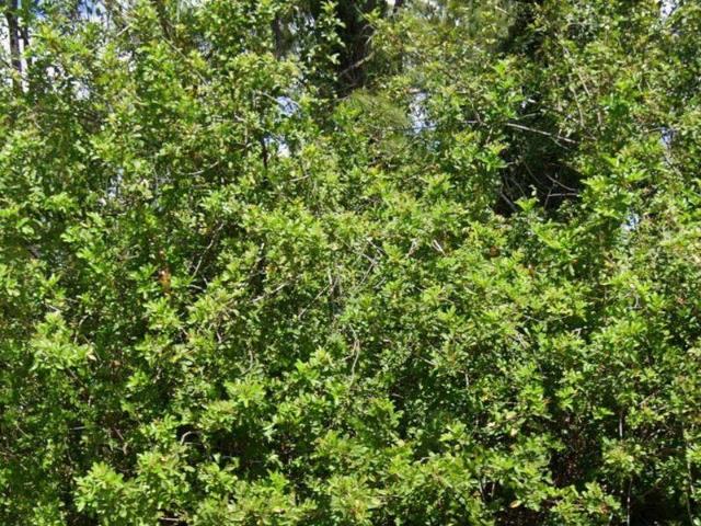 Land for sale in Lake Placid, Florida