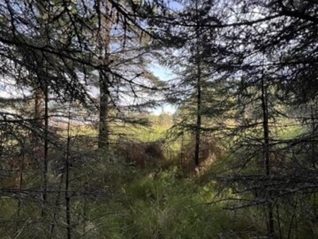 Land for sale in Gomer