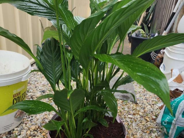 Room for rent in Parklands, Western Australia