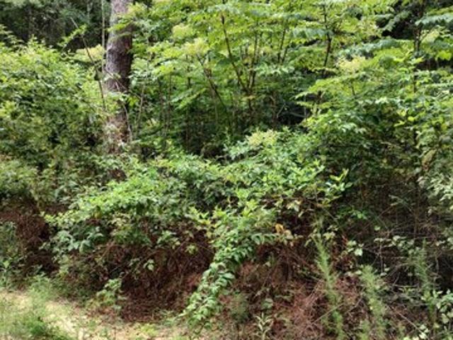 Land for sale in Lumberton, Mississippi