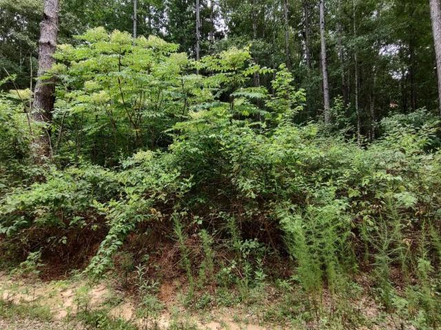 Land for sale in Lumberton, Mississippi