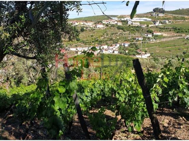 Terreno venda em Lamego, Viseu