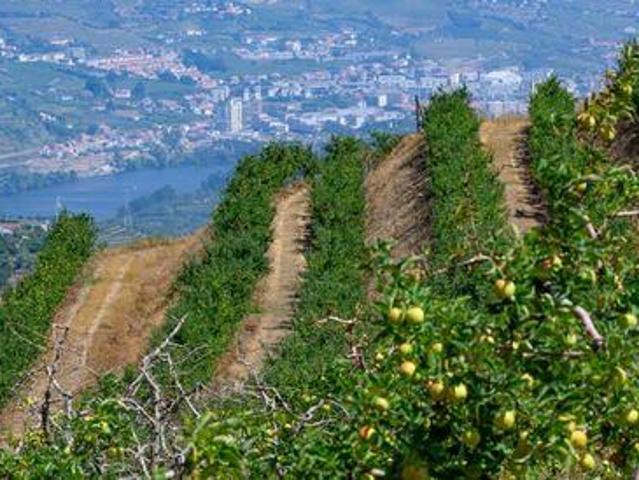 Terreno venda em Lamego (Almacave e Sé), Lamego