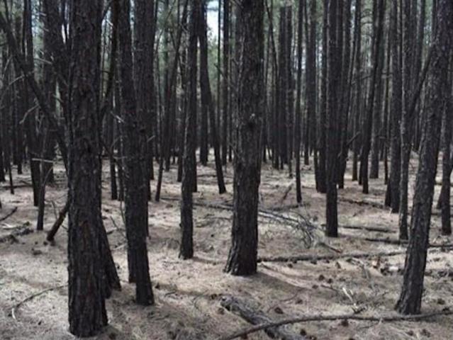 Land for sale in Navajo, Arizona
