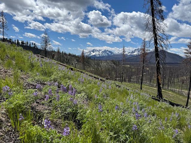 Land for sale in Stanley, Idaho