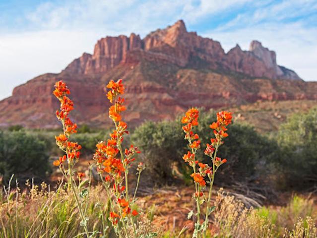 Land for sale in Springdale, Utah