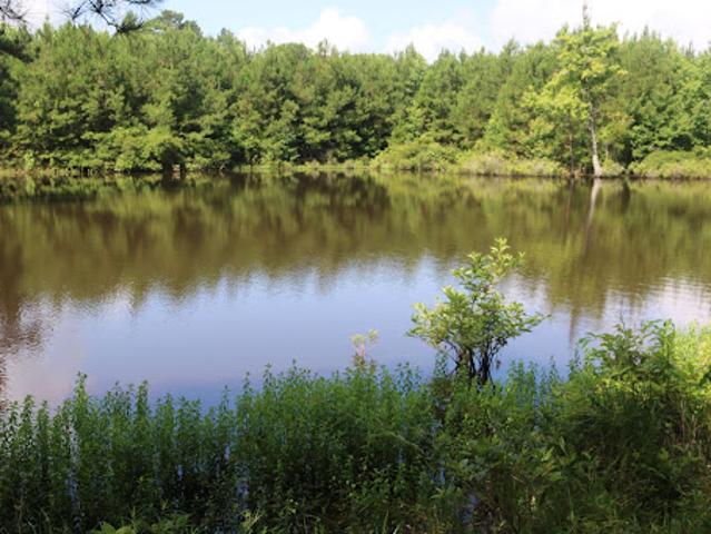 Land for sale in Shongaloo