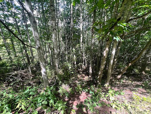 Land for sale in Watauga, North Carolina