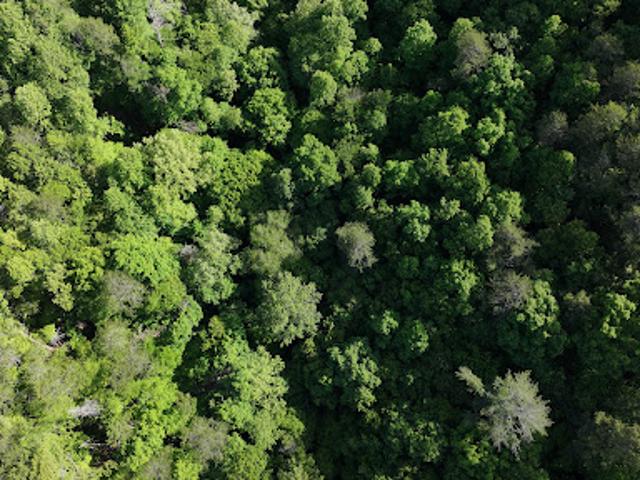 Land for sale in Warne, North Carolina