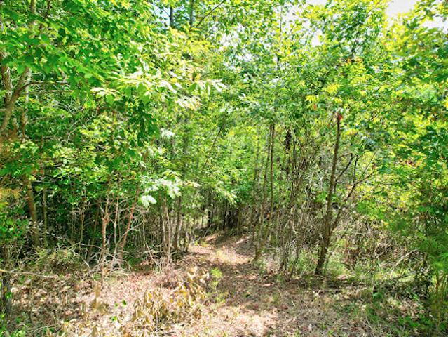 Land for sale in Blue Ridge