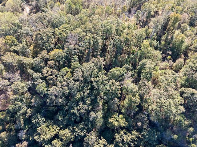 Land for sale in Dutton, Alabama