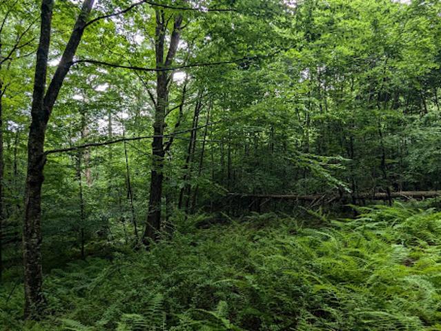 Land for sale in Newfane, Vermont