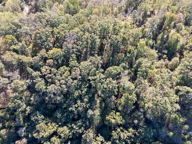 Land for sale in Dutton, Alabama