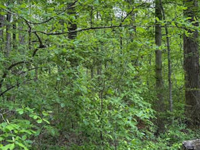 Land for sale in Centreville