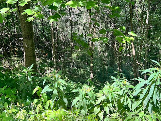 Land for sale in Watauga, North Carolina