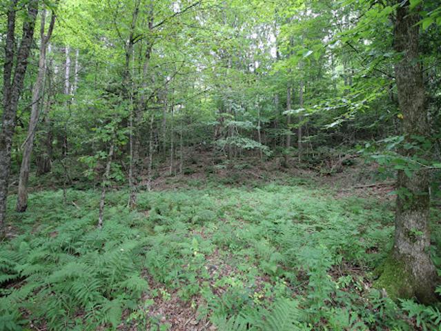 Land for sale in Pittsfield, Vermont