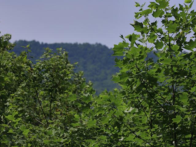 Land for sale in Clayton, Georgia