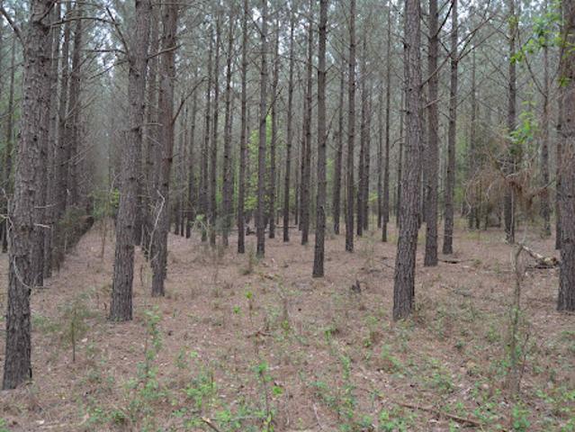 Land for sale in Irmo, South Carolina
