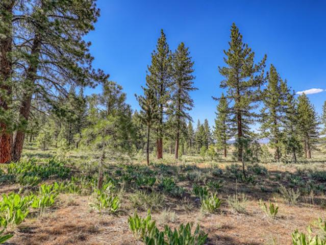 Land for sale in Truckee, California
