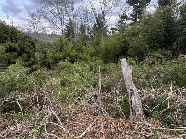 Land for sale in Asheville, North Carolina