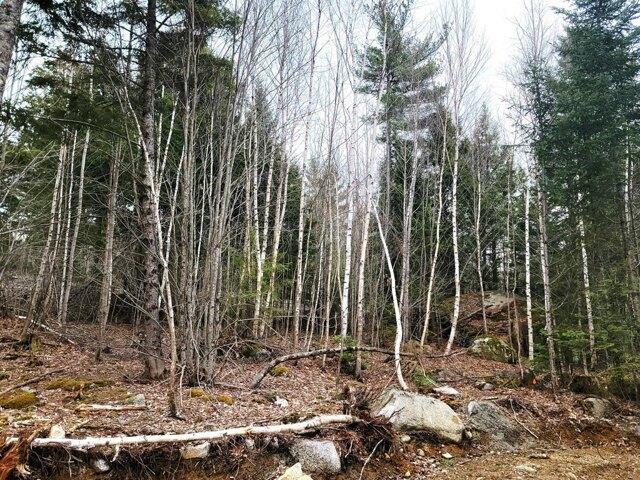 Land for sale in Maine