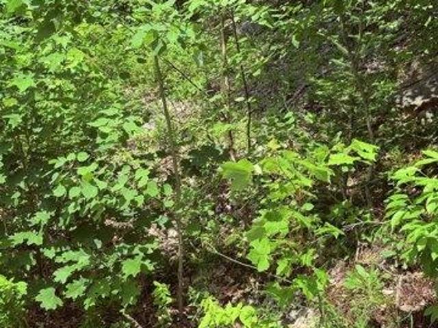 Land for sale in New Hampshire