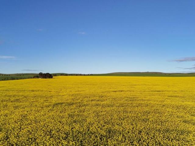 Land for sale in Booleroo Centre, The District Council of Mount Remarkable