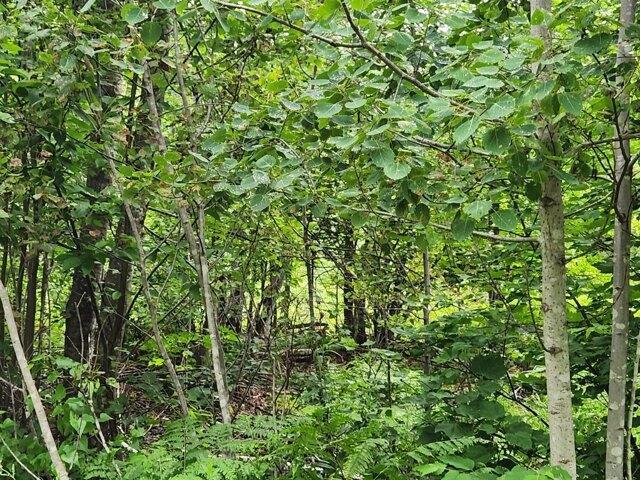 Land for sale in Buckfield, Maine