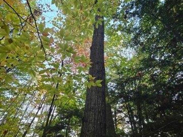 Land for sale in Canton, Oxford County