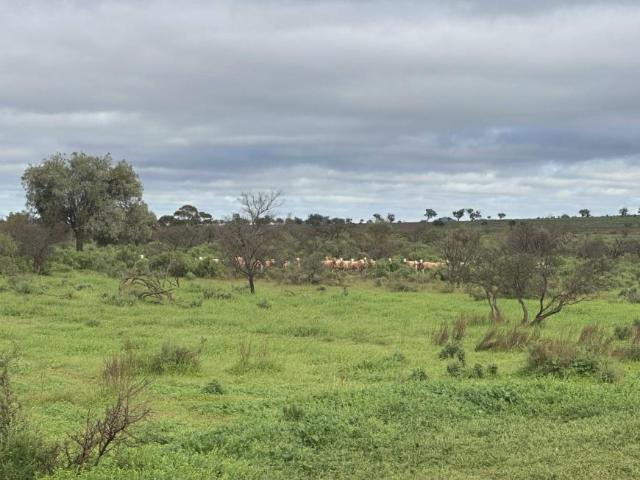 Land for sale in Cavenagh, South Australia