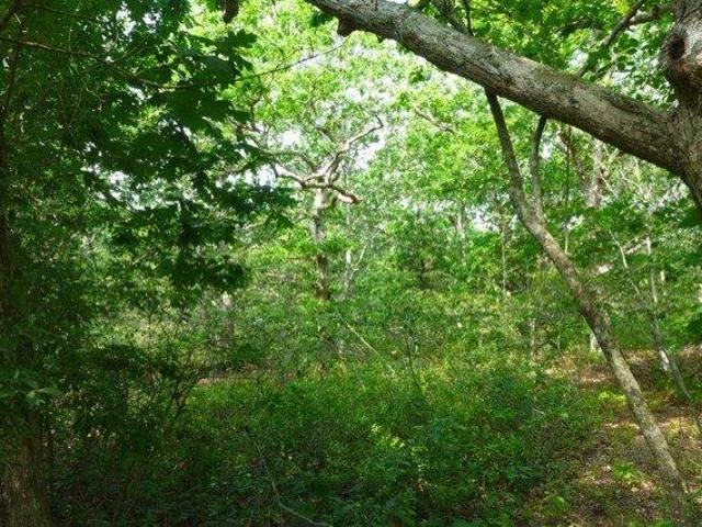 Land for sale in Chilmark, Massachusetts