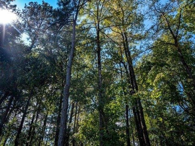 Land for sale in Box Springs, Georgia