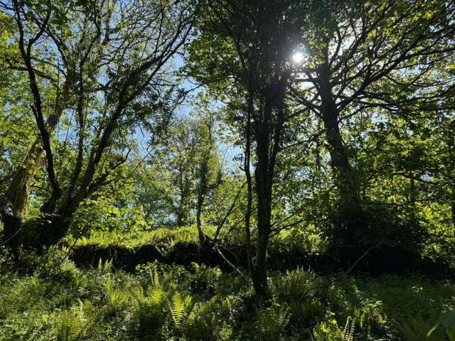 Land for sale in Milton Combe, Weir Quay