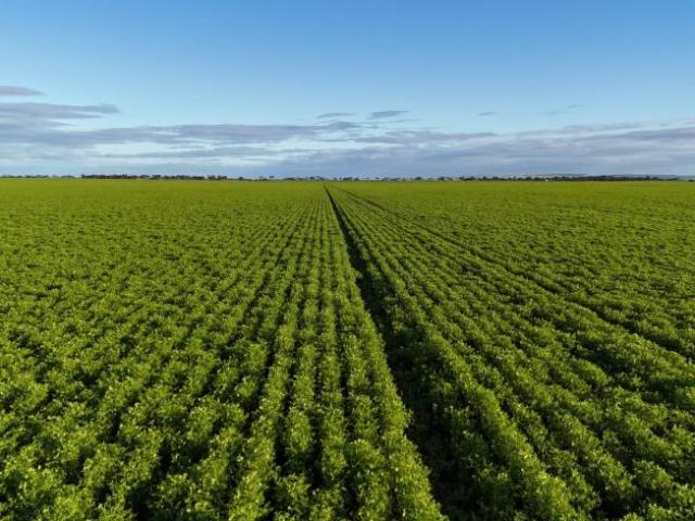 Land for sale in Condowie, South Australia