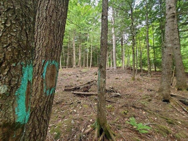 Land for sale in Danforth, Maine