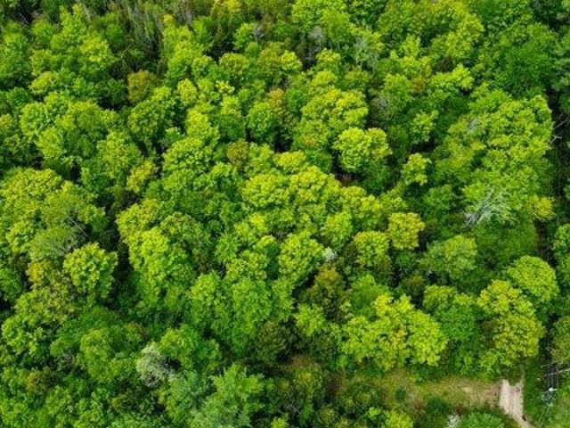 Land for sale in Dixfield, Maine