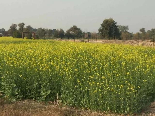 Land for sale in Faisalabad, Islamabad Capital Territory