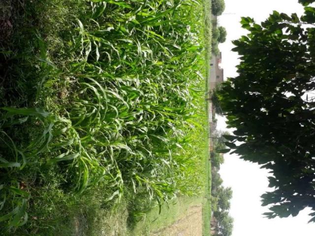 Land for sale in Sahiwal, Islamabad Capital Territory