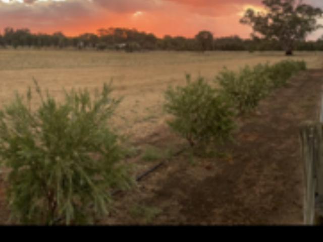 Land for sale in Barham, New South Wales