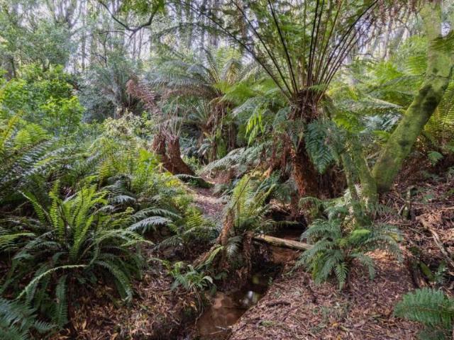 Land for sale in Beech Forest, Victoria