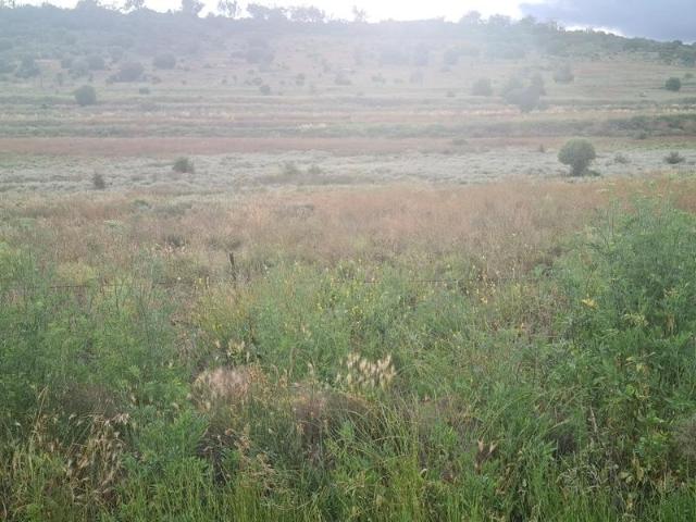 Land for sale in Breeza, New South Wales