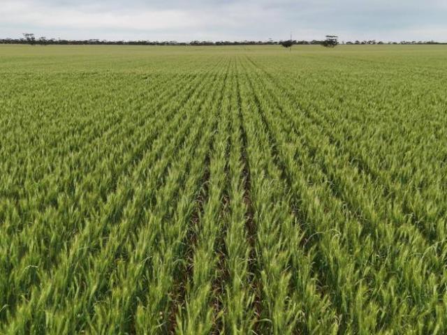Land for sale in Kainton, Yorke Peninsula Council