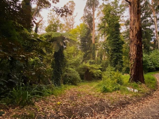 Land for sale in Camerons Creek, Victoria
