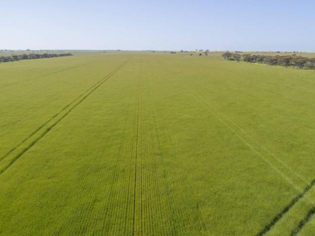 Land for sale in Minlaton, Yorke Peninsula Council