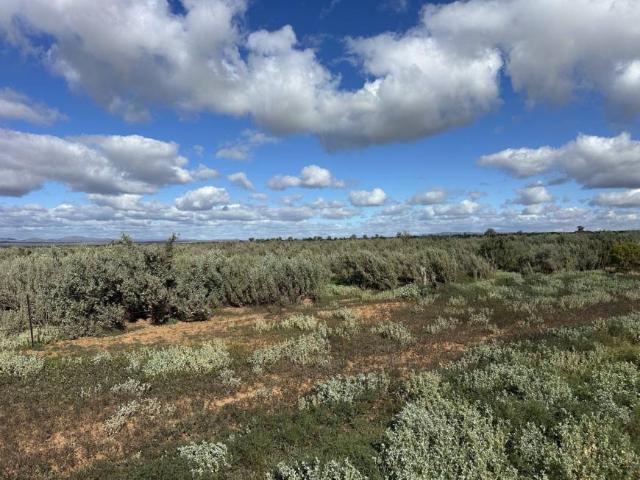 Land for sale in Orroroo, The District Council of Orroroo Carrieton