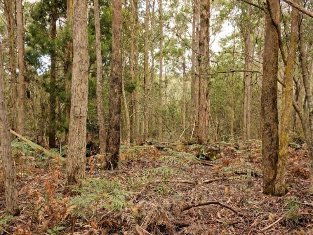 Land for sale in Reedy Marsh, Tasmania
