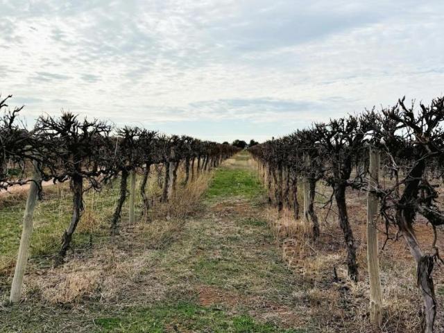 Land for sale in Renmark, Renmark Paringa Council