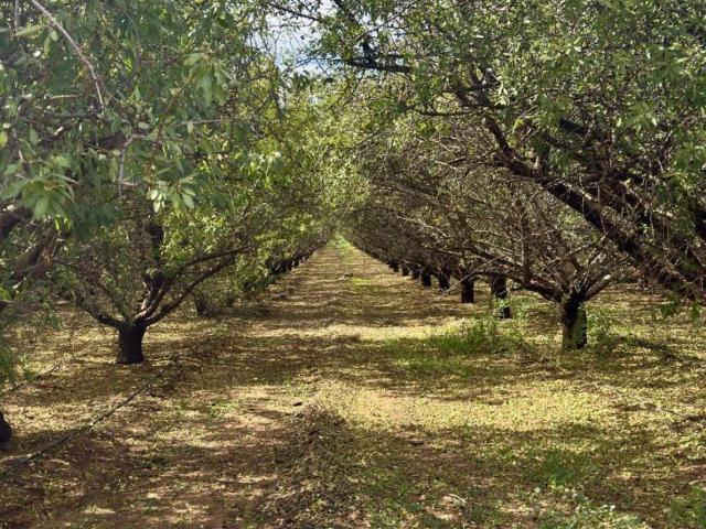 Land for sale in Renmark, Renmark Paringa Council