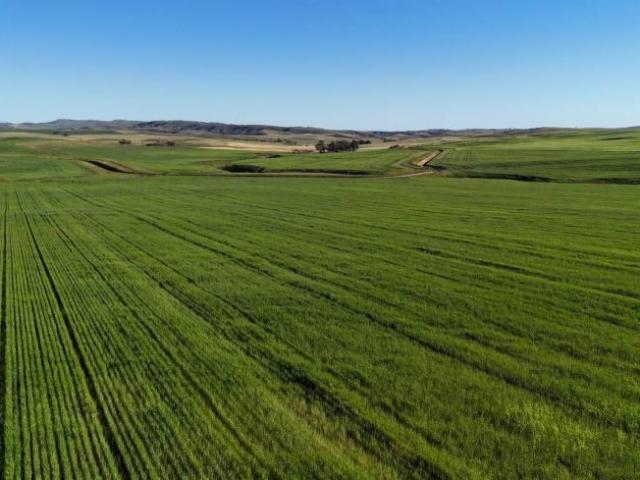 Land for sale in Spalding, Northern Areas Council